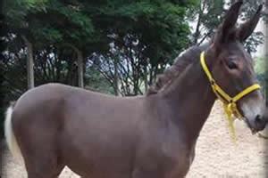 cruzamento de mula com cavalo|Burros e mulas (Gênero Equus)